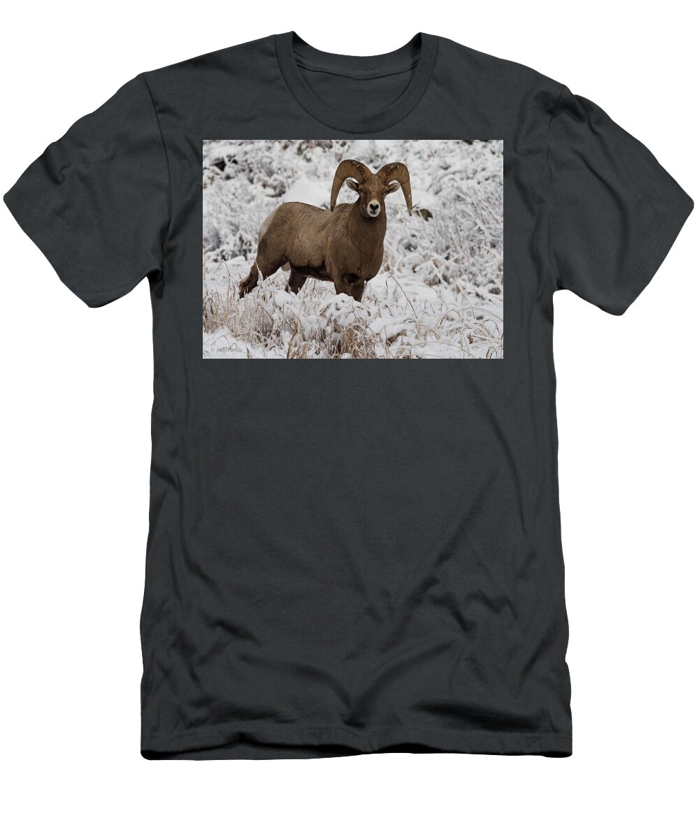 Wildlife T-Shirt featuring the photograph A Bighorn Encounter by Jody Partin