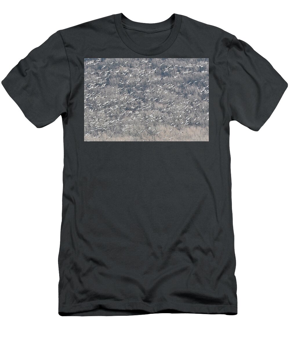 Snow Geese T-Shirt featuring the photograph A Gathering of Snow Geese by William Jobes