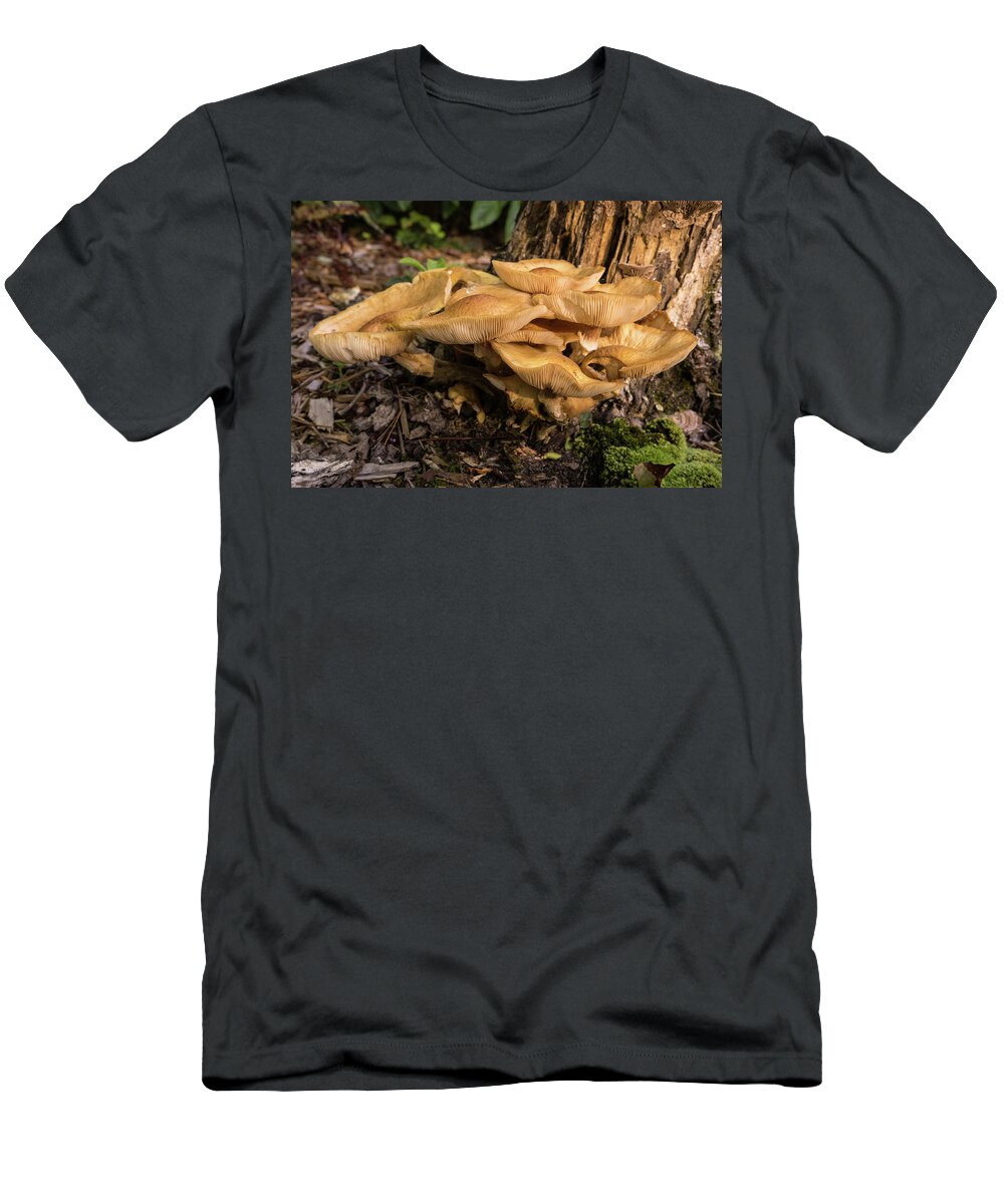 Basideomycete T-Shirt featuring the photograph A Glob of Mushrooms on Rotted Tree Trunk by Douglas Barnett