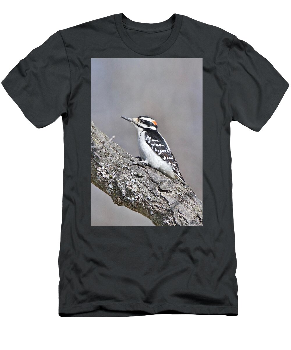 Downey Woodpecker T-Shirt featuring the photograph A Male Downey Woodpecker 1120 by Michael Peychich