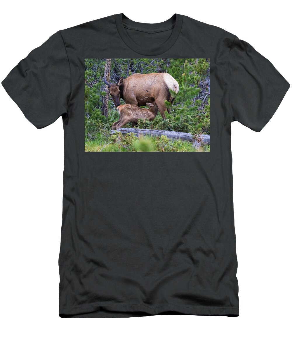 Elk Calf T-Shirt featuring the photograph A Sweet Moment In Time by Mindy Musick King