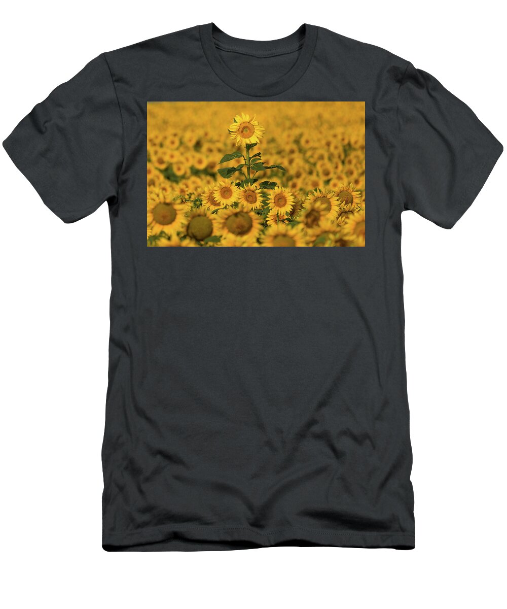 Sunflower T-Shirt featuring the photograph Above the Crowd by Joe Kopp