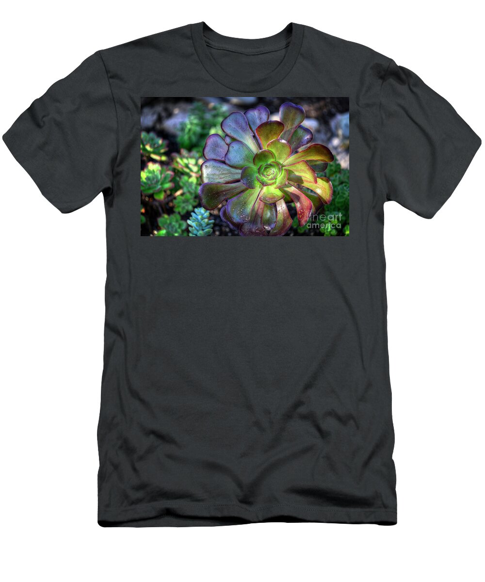 Aeonium T-Shirt featuring the photograph Aeonium Succulent Subtropical Plant by David Zanzinger