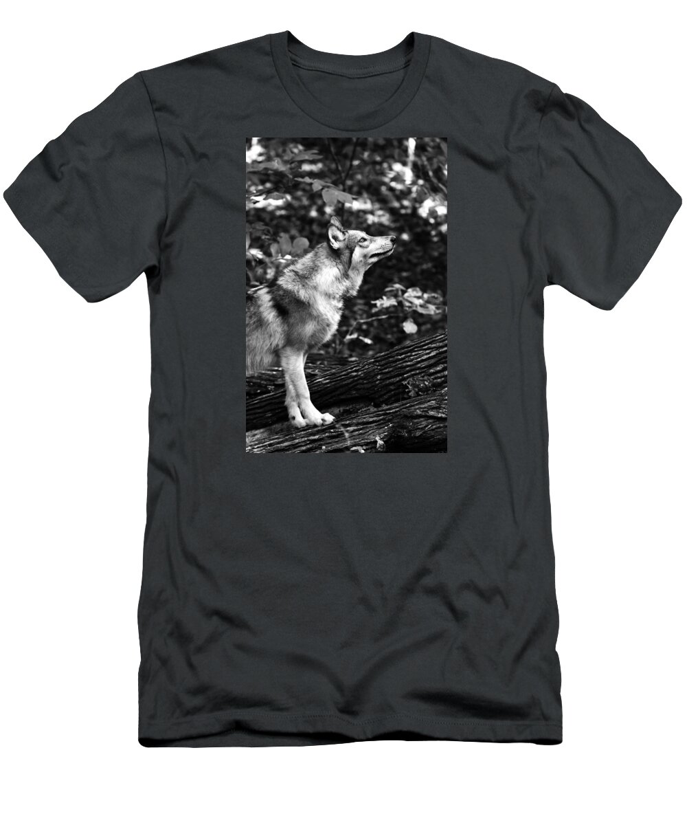Aero Wolf T-Shirt featuring the photograph Aero Wolf in Black and White by Tracy Winter