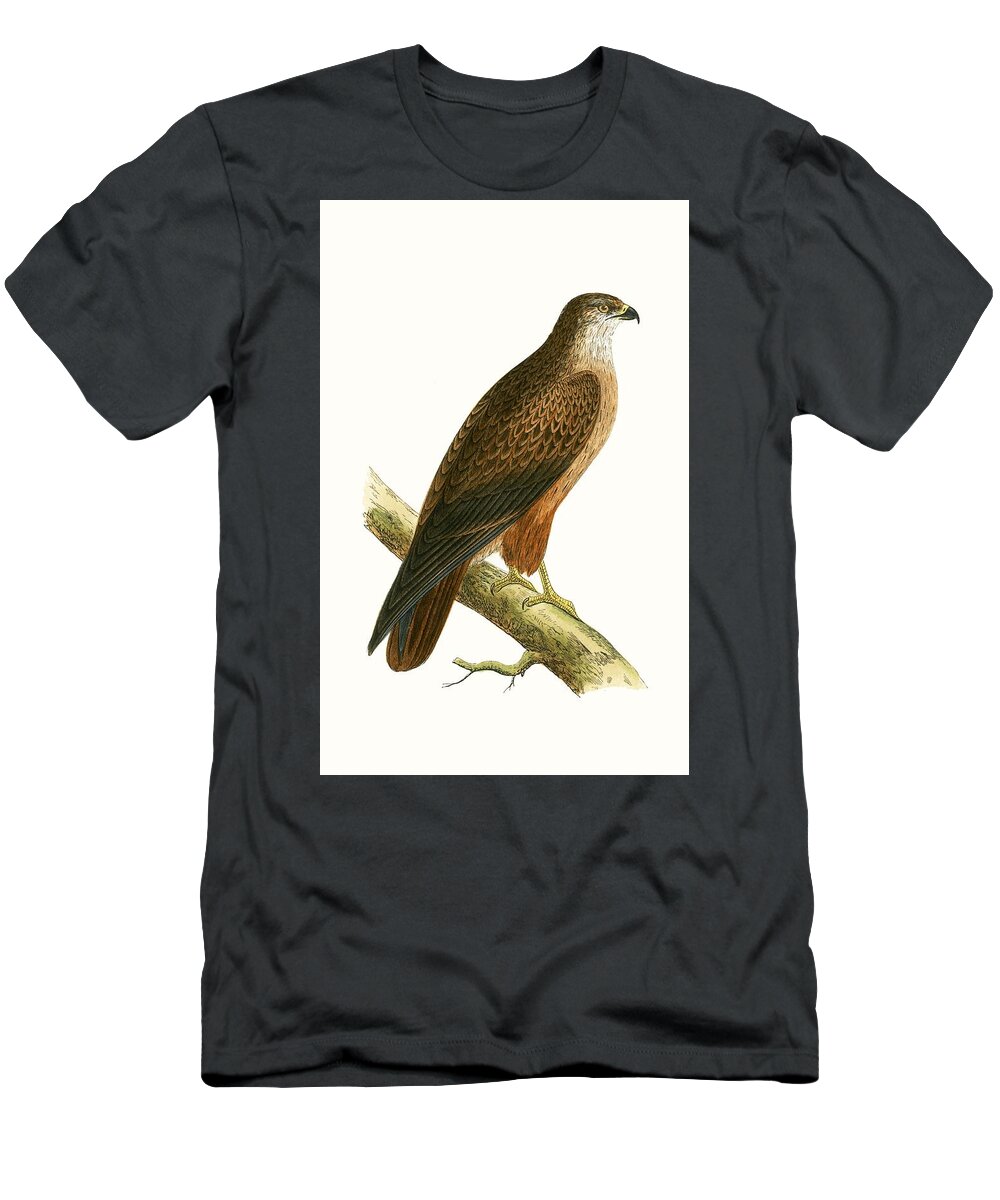 Buzzard T-Shirt featuring the painting African Buzzard by English School