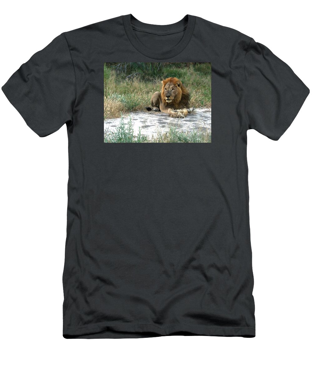Karen Zuk Rosenblatt Art And Photography T-Shirt featuring the photograph African Lion by Karen Zuk Rosenblatt