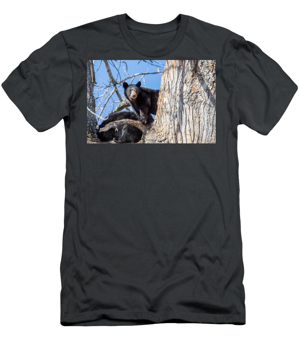 Sam Amato Photography T-Shirt featuring the photograph Alaska Black Bear Cub by Sam Amato