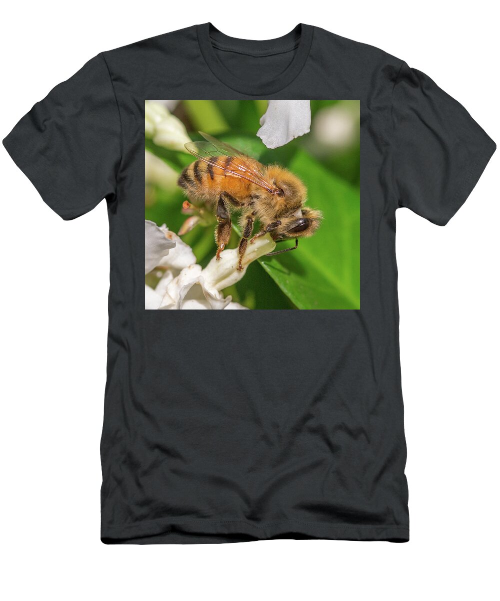 Honey Bee T-Shirt featuring the photograph All In, Apis mellifera by Christy Cox
