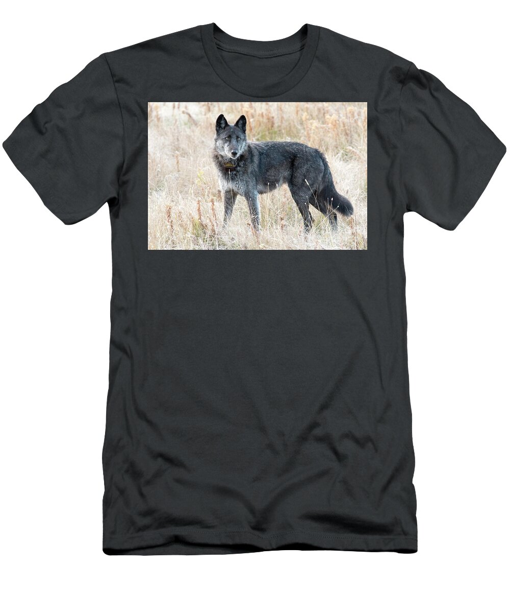 Wolf T-Shirt featuring the photograph Alpha Female by Deby Dixon