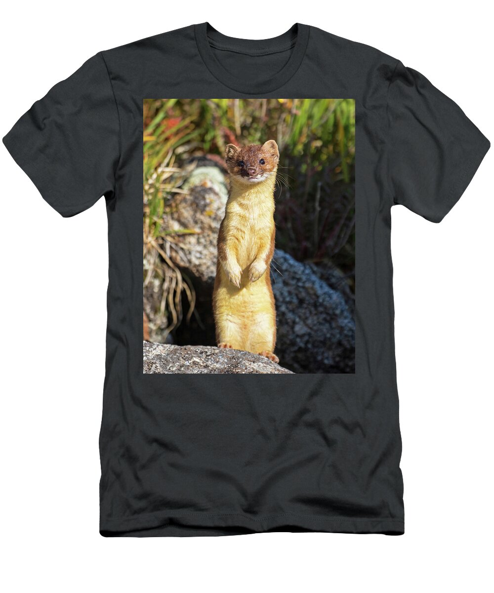 Long-tailed Weasel T-Shirt featuring the photograph Alpine Tundra Weasel #3 by Mindy Musick King