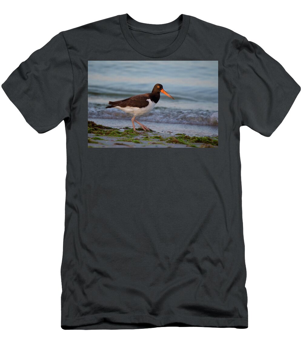 American T-Shirt featuring the photograph American Oystercatcher at Sunset by Artful Imagery