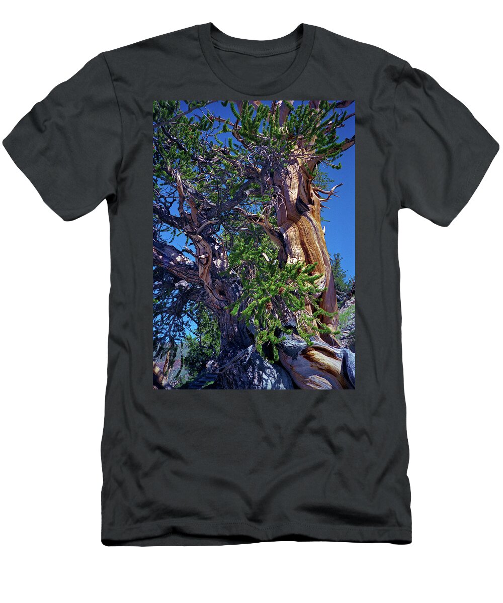 Bristlecone Pine T-Shirt featuring the photograph Ancient Bristlecone Pine Tree Composition 3, Inyo National Forest, White Mountains, California by Kathy Anselmo