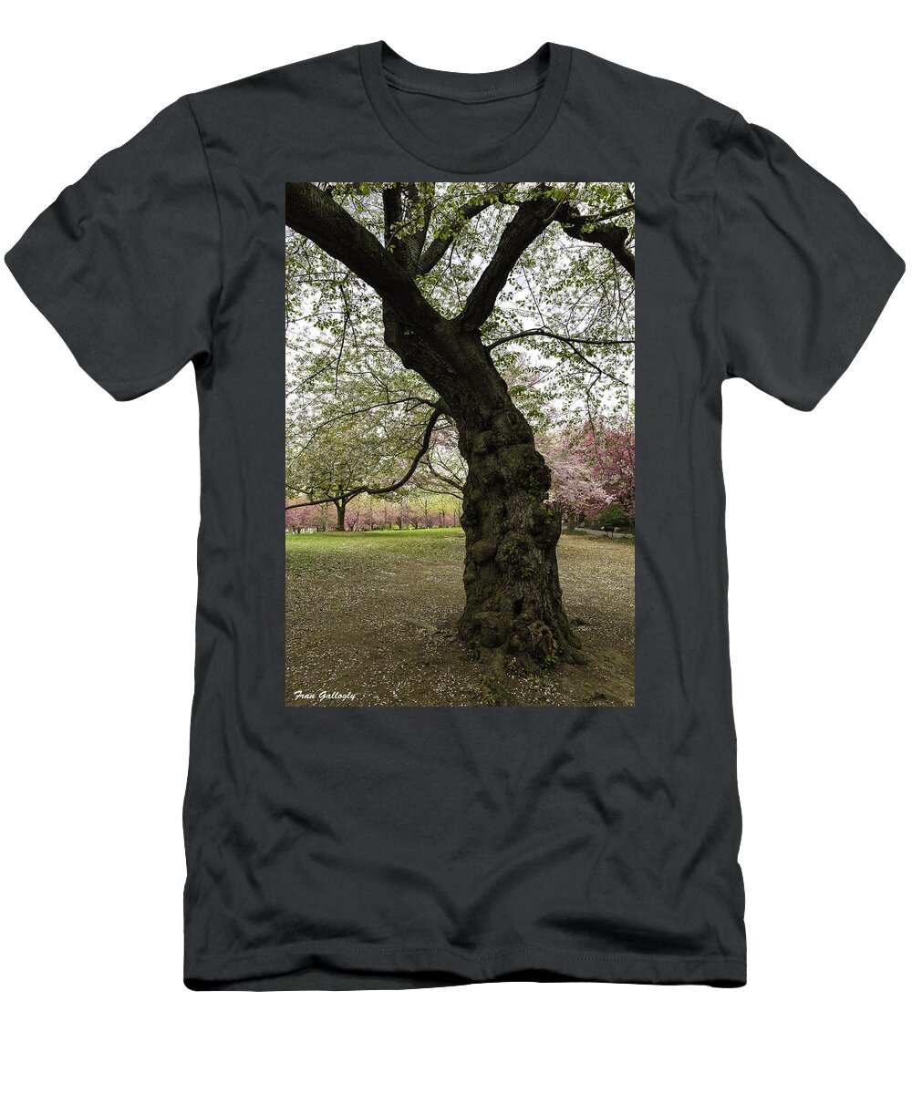 Cherry T-Shirt featuring the photograph Ancient Cherry Tree by Fran Gallogly
