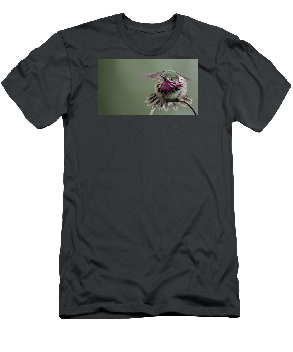 Caliope Hummingbird T-Shirt featuring the photograph Angry Bird by Ian Johnson