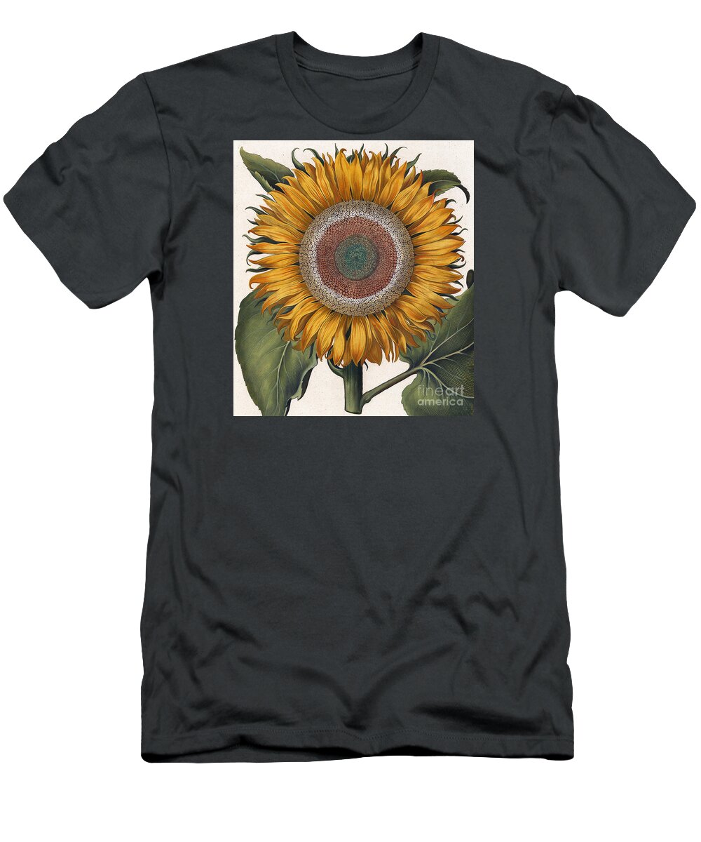 Sunflower T-Shirt featuring the painting Antique Sunflower Print by Basilius Besler