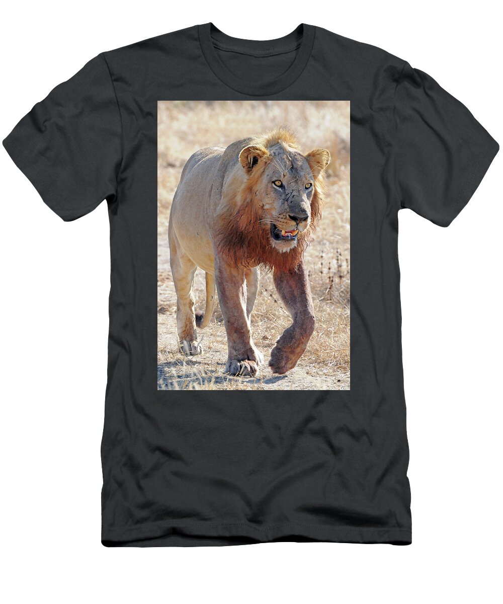 Lion T-Shirt featuring the photograph Approaching Lion by Ted Keller