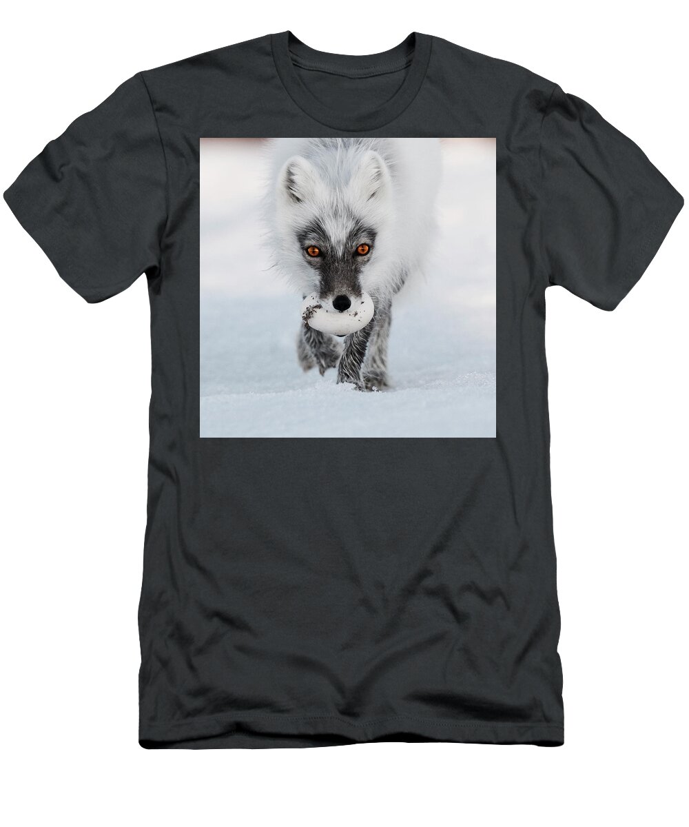 00520033 T-Shirt featuring the photograph Arctic Fox and Snow Goose Egg by Sergey Gorskov