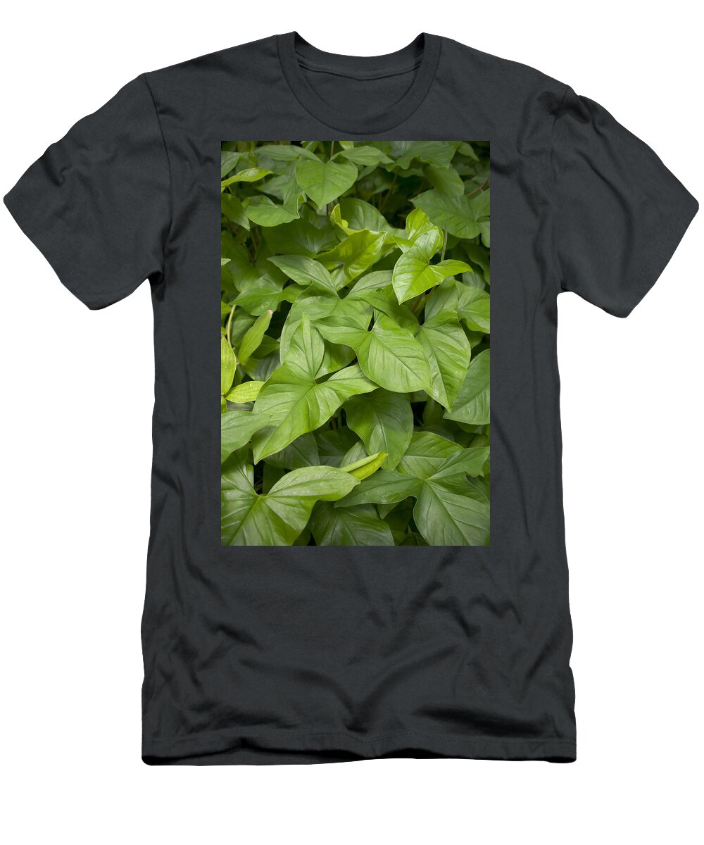 Arrowhead T-Shirt featuring the photograph Arrowhead Plant by Shelley Dennis