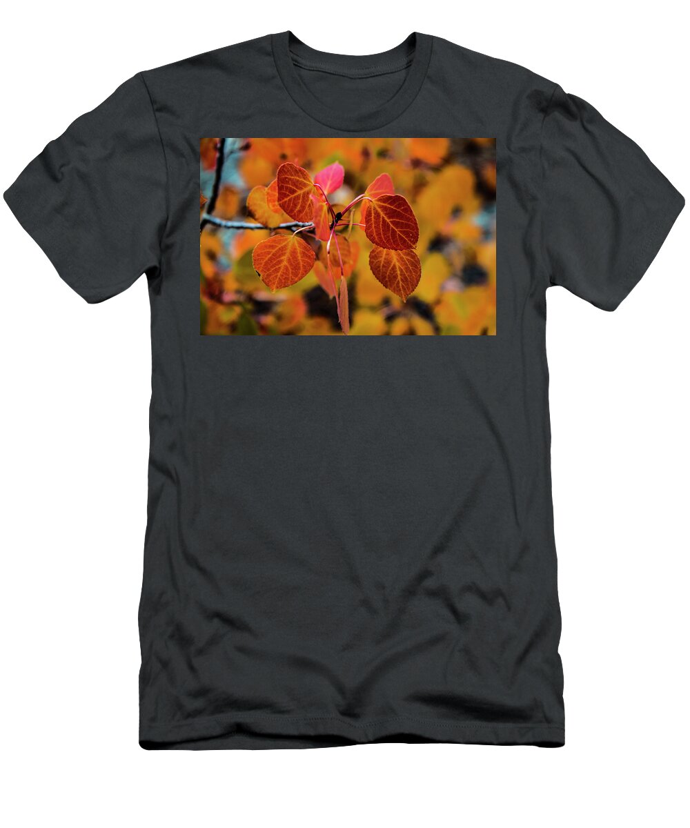King's Canyon T-Shirt featuring the photograph Aspen Aflame by Doug Scrima