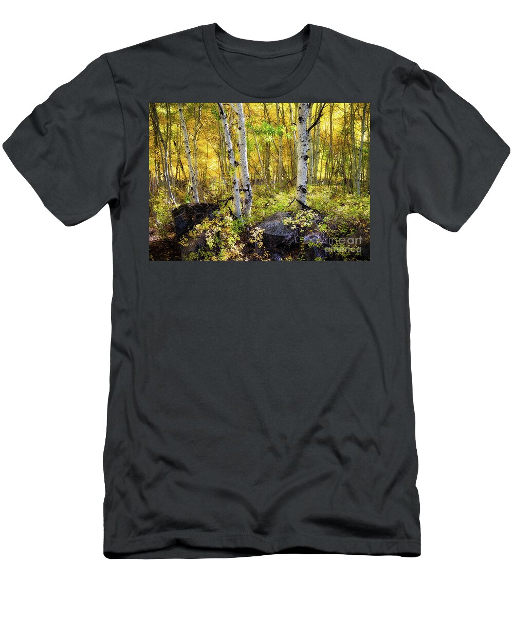 Aspen T-Shirt featuring the photograph Aspen Forest by Anthony Michael Bonafede