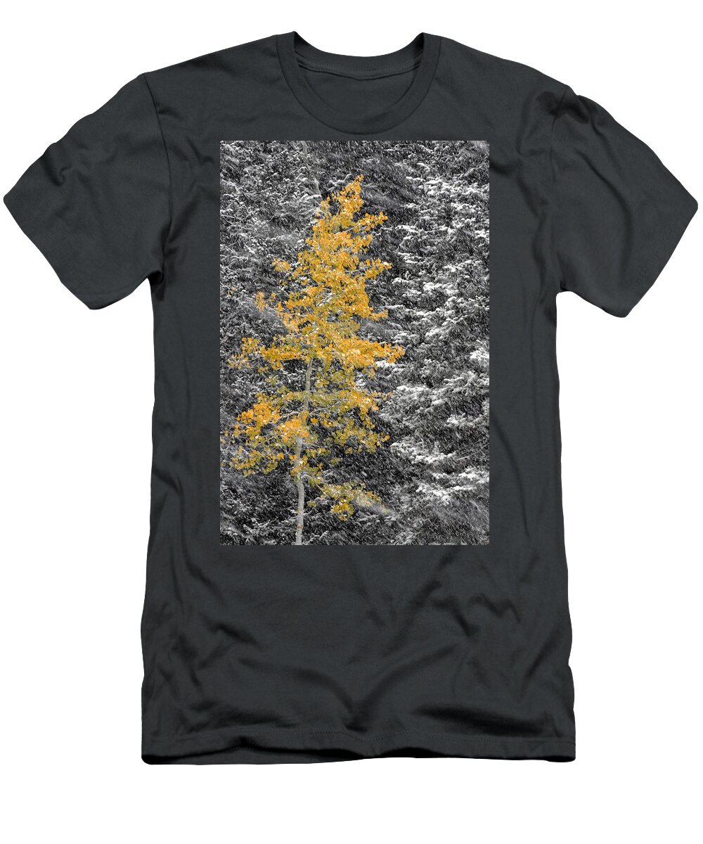 Landscape T-Shirt featuring the photograph Aspen Tree in Snow Storm by Brett Pelletier