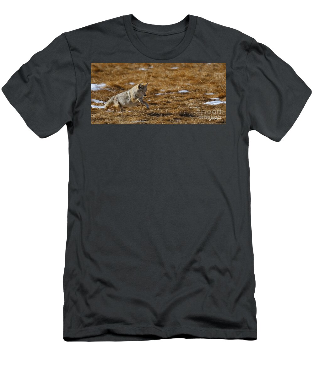 Coyote. Rocky Mountain National Park T-Shirt featuring the photograph Attack by Bon and Jim Fillpot