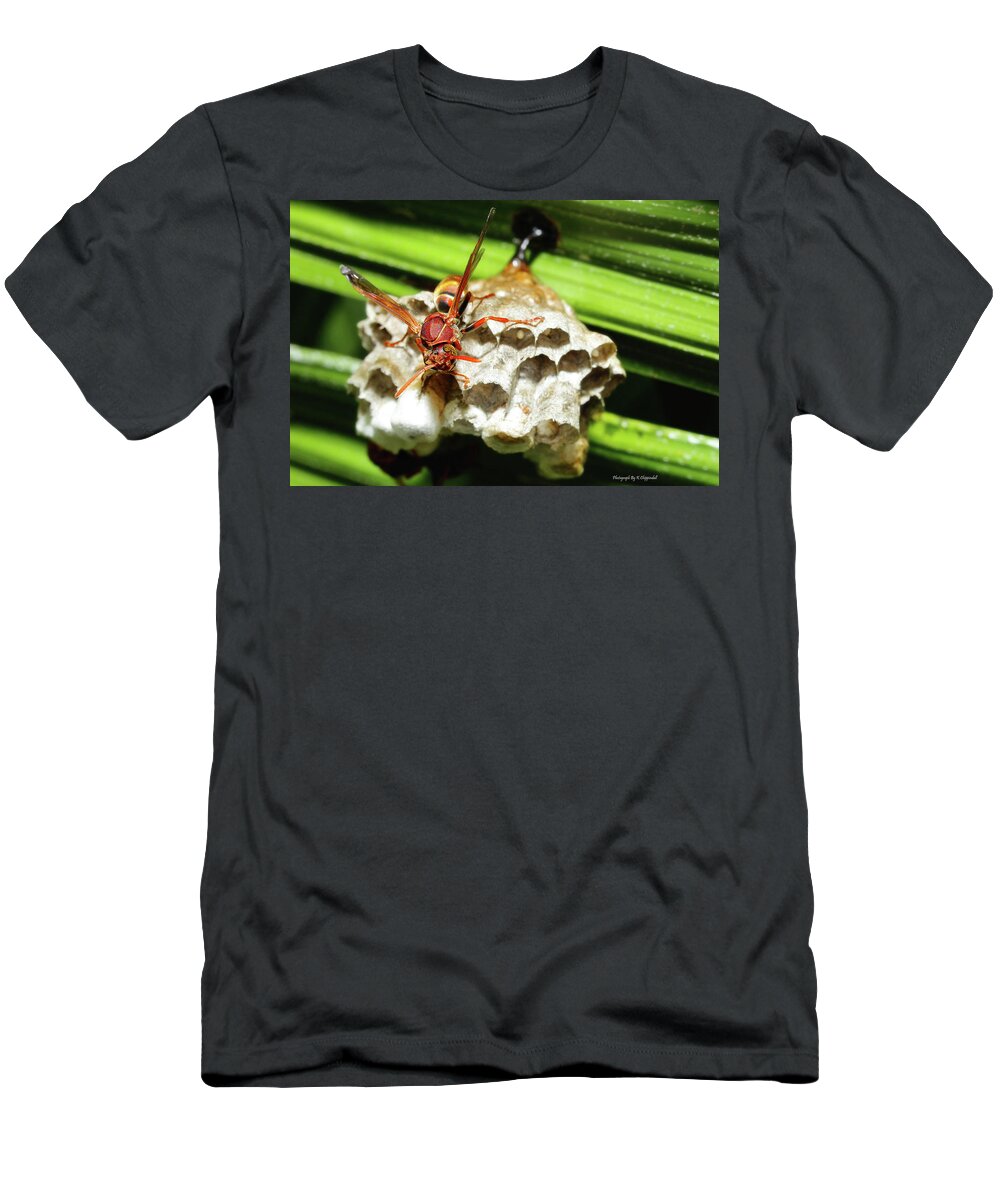 Australian Papper Wasp T-Shirt featuring the photograph Australian Papper Wasp 772 by Kevin Chippindall