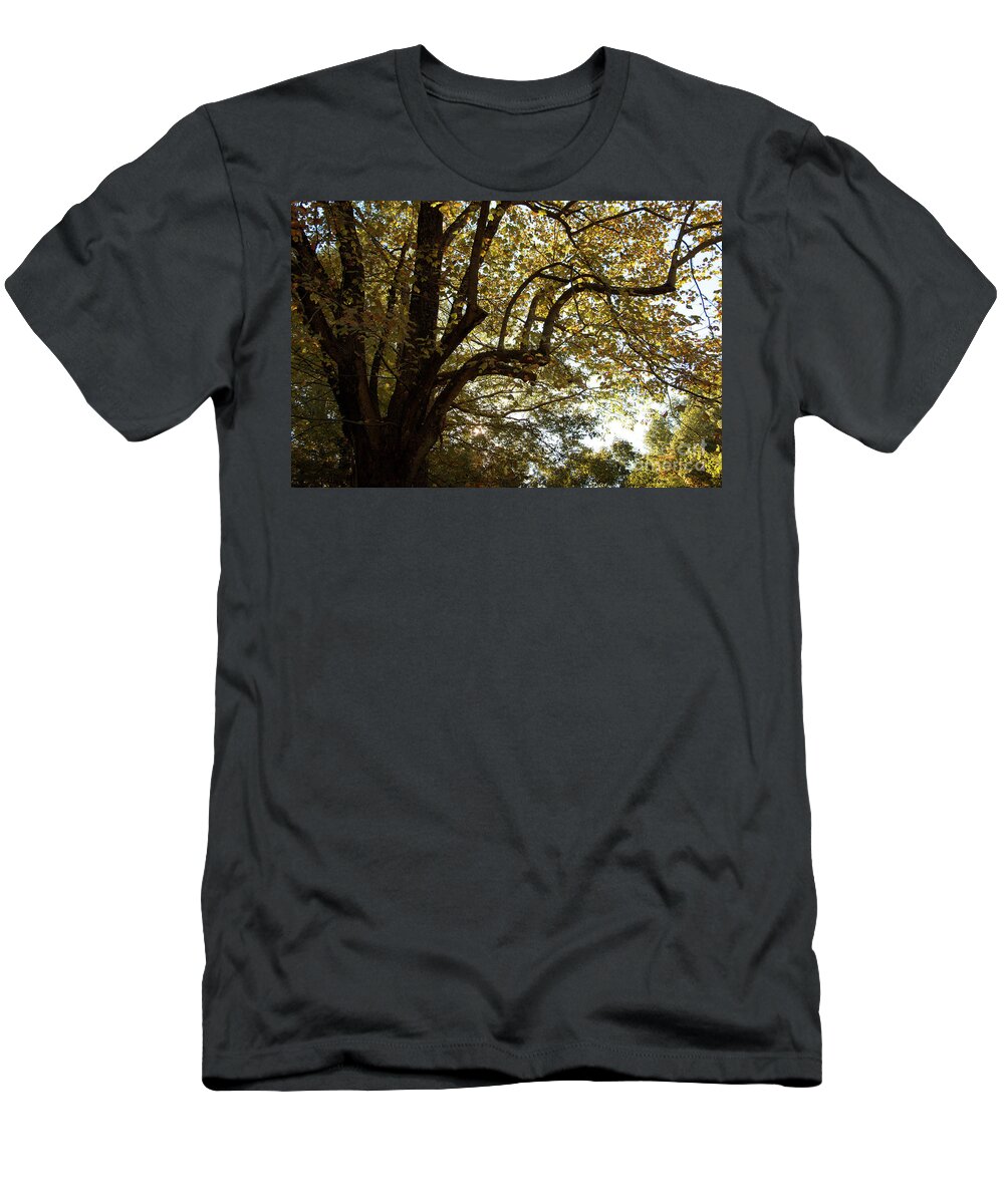Autumn T-Shirt featuring the photograph Autumn Branches by Rebecca Davis
