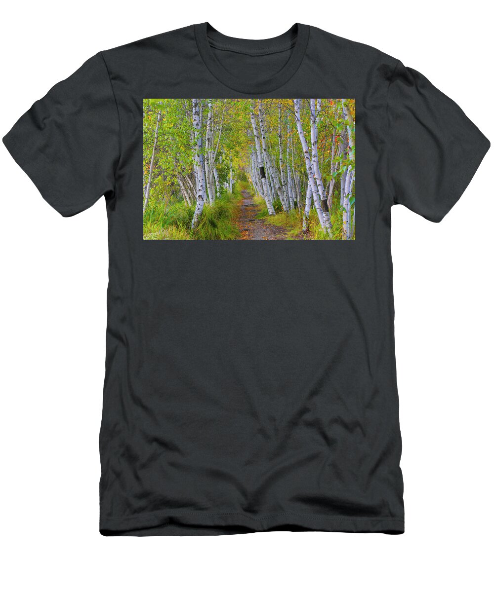 Birch T-Shirt featuring the photograph Avenue of Birches by Nancy Dunivin