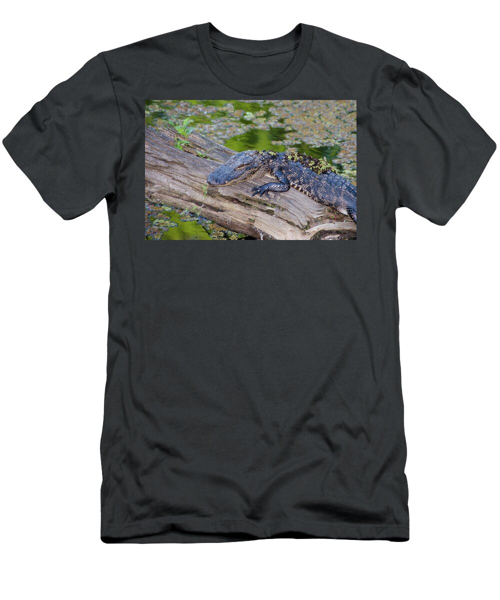 Alligator T-Shirt featuring the photograph Baby Alligator Resting on a Log by Artful Imagery