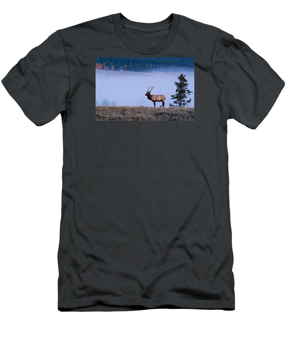 Elk T-Shirt featuring the photograph Bachelor Days by Shari Sommerfeld