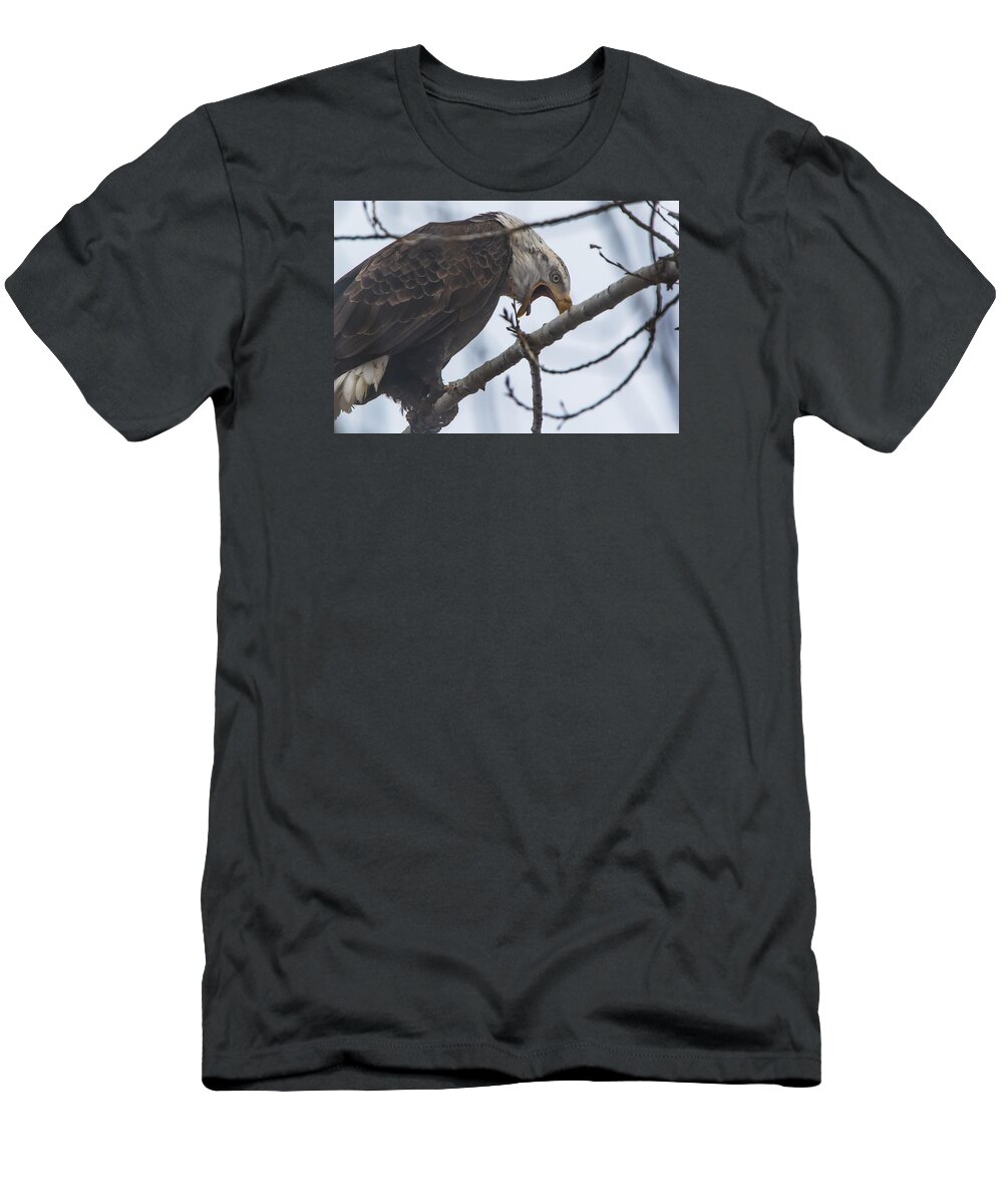 California T-Shirt featuring the photograph Bald Eagle Upset by Marc Crumpler