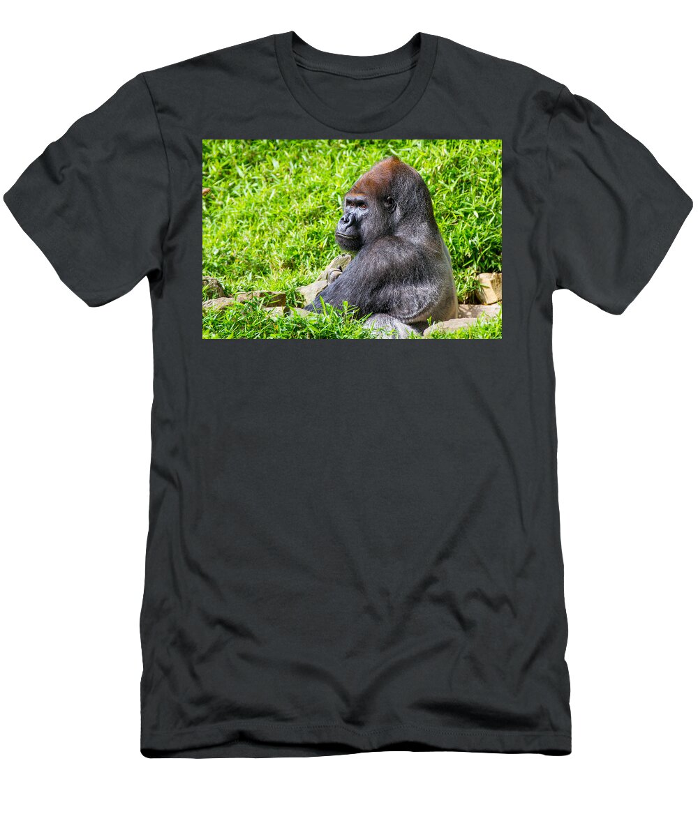Baraka T-Shirt featuring the photograph Baraka - Western Lowalnd Silverback Gorilla by SR Green