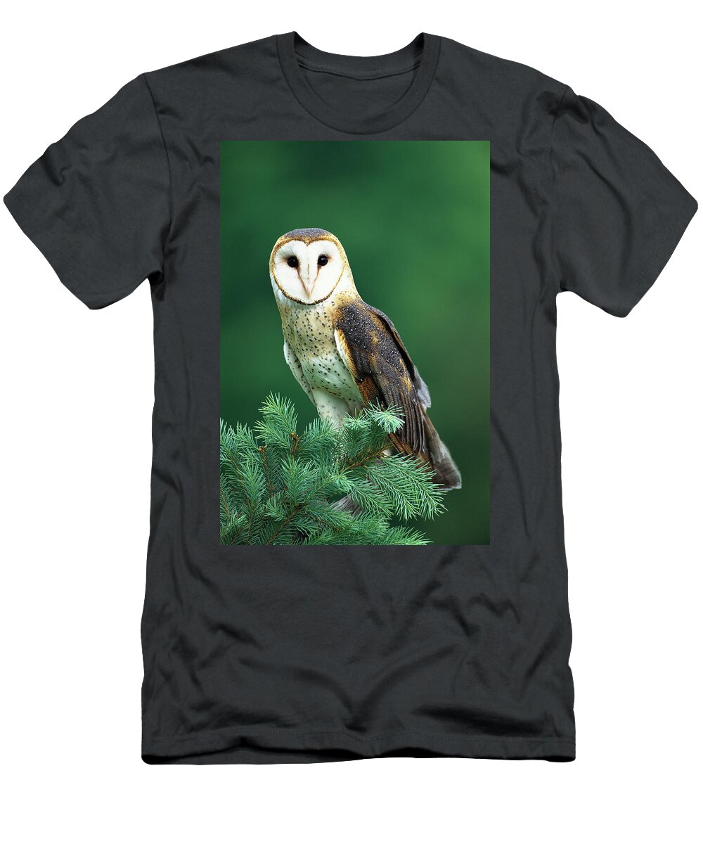 Mp T-Shirt featuring the photograph Barn Owl Tyto Alba Portrait, Hudson by Tom Vezo