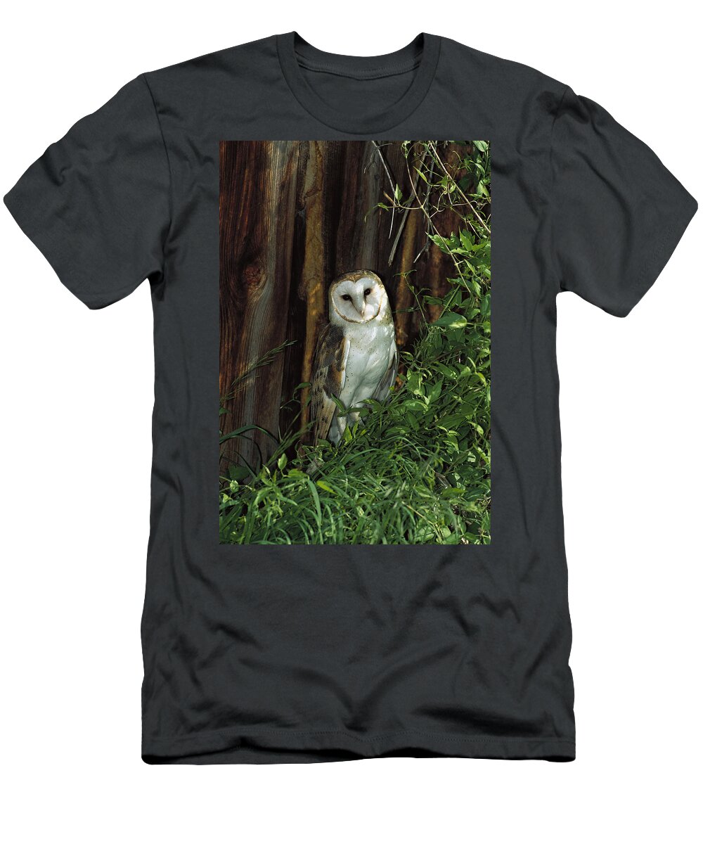 Mp T-Shirt featuring the photograph Barn Owl Tyto Alba Portrait, North by Konrad Wothe