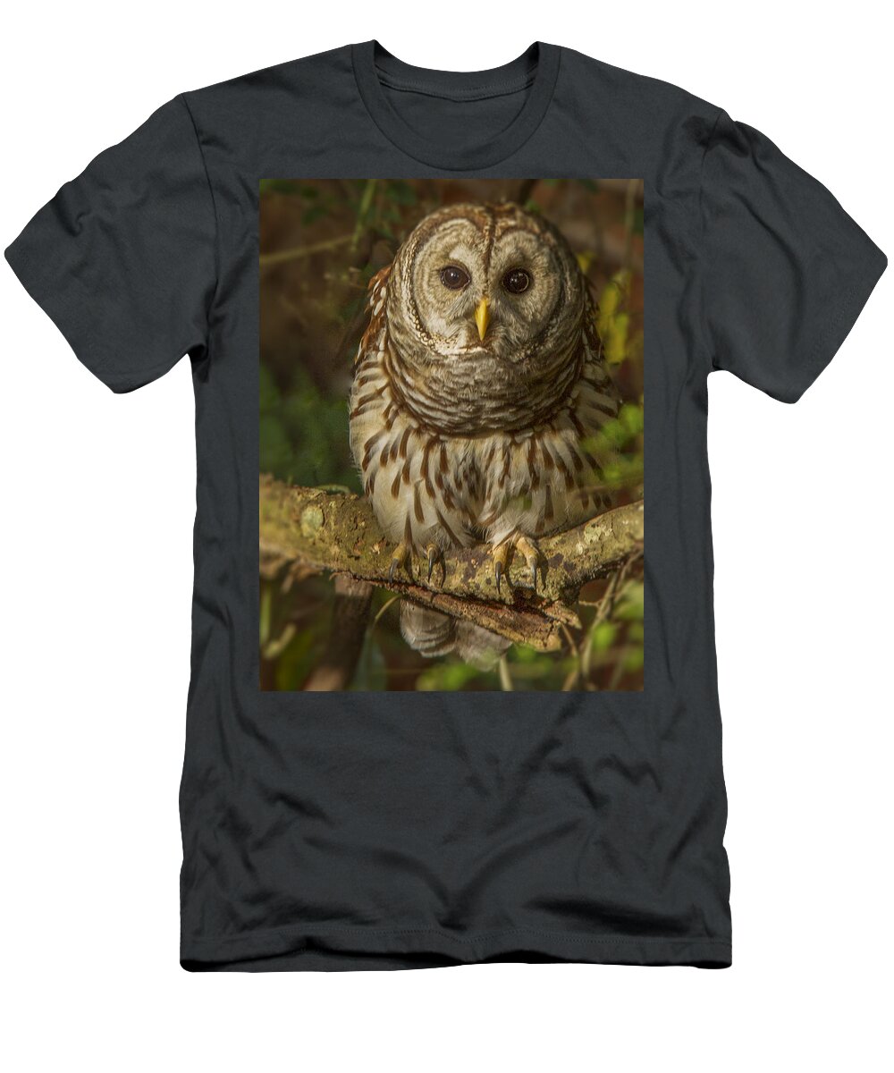 Cute Barred Owl T-Shirt featuring the photograph Barred Owl on the alert by Jean Noren