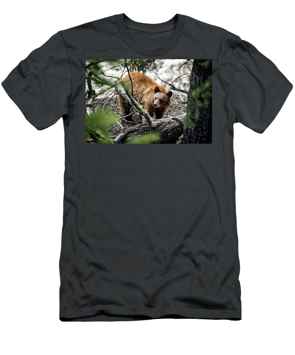 Bear T-Shirt featuring the photograph Bear in Trees by Scott Read