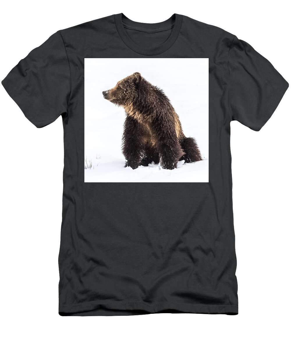 Grizzly T-Shirt featuring the photograph Beryl Springs Grizzly Sow In Snow by Yeates Photography