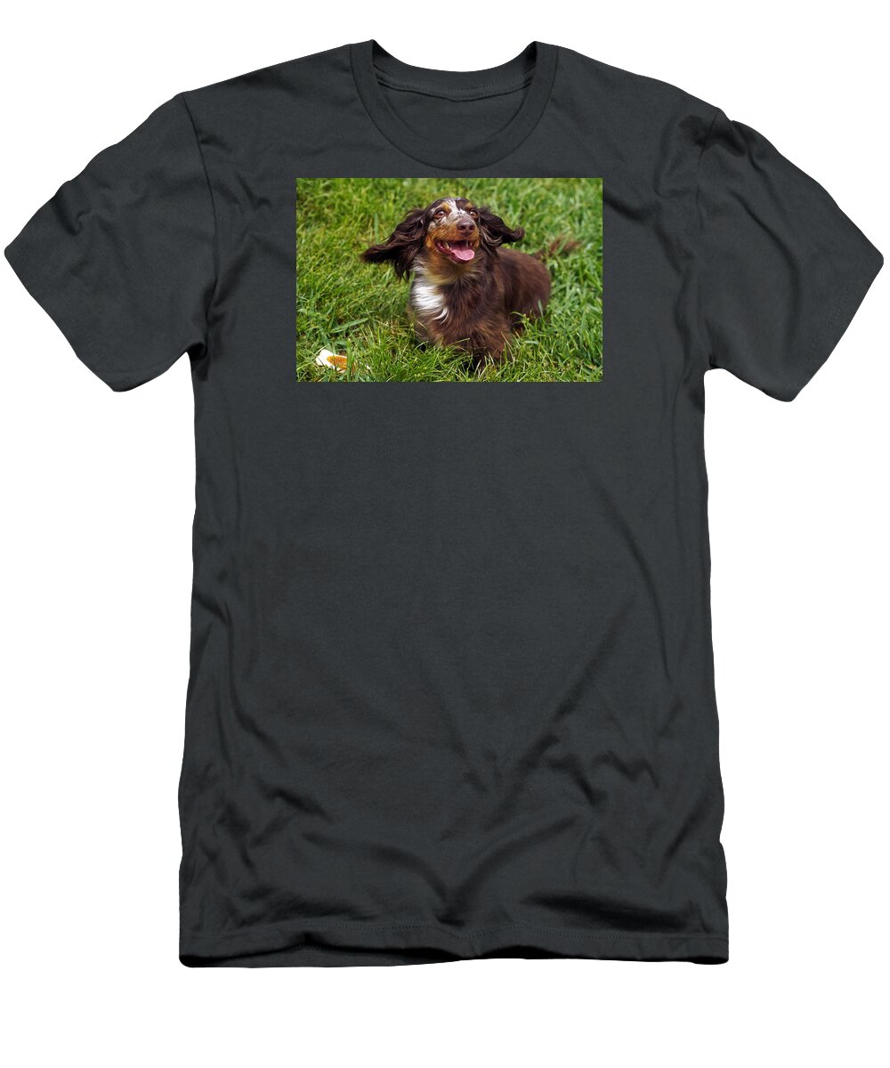 Dacshund Dog Standing T-Shirt featuring the photograph Big Ears by Sally Weigand