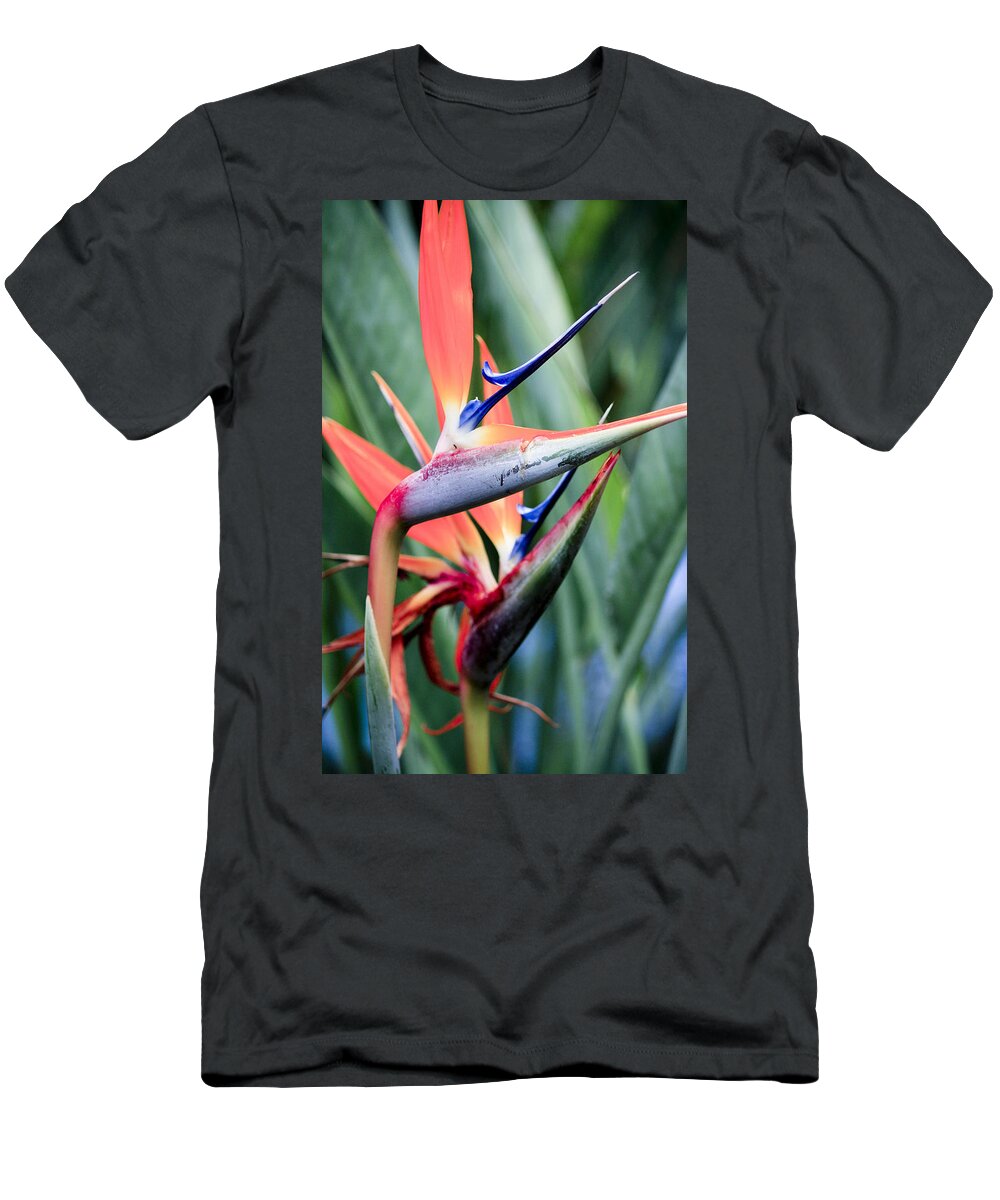 Florals T-Shirt featuring the photograph Bird of Paradise by Linda Dunn