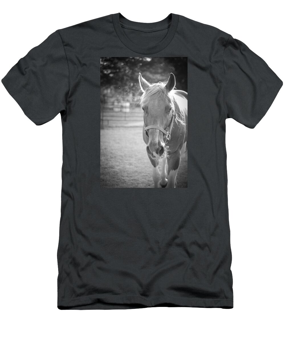 Kelly Hazel T-Shirt featuring the photograph Black and White Portrait of a Horse in the Sun by Kelly Hazel