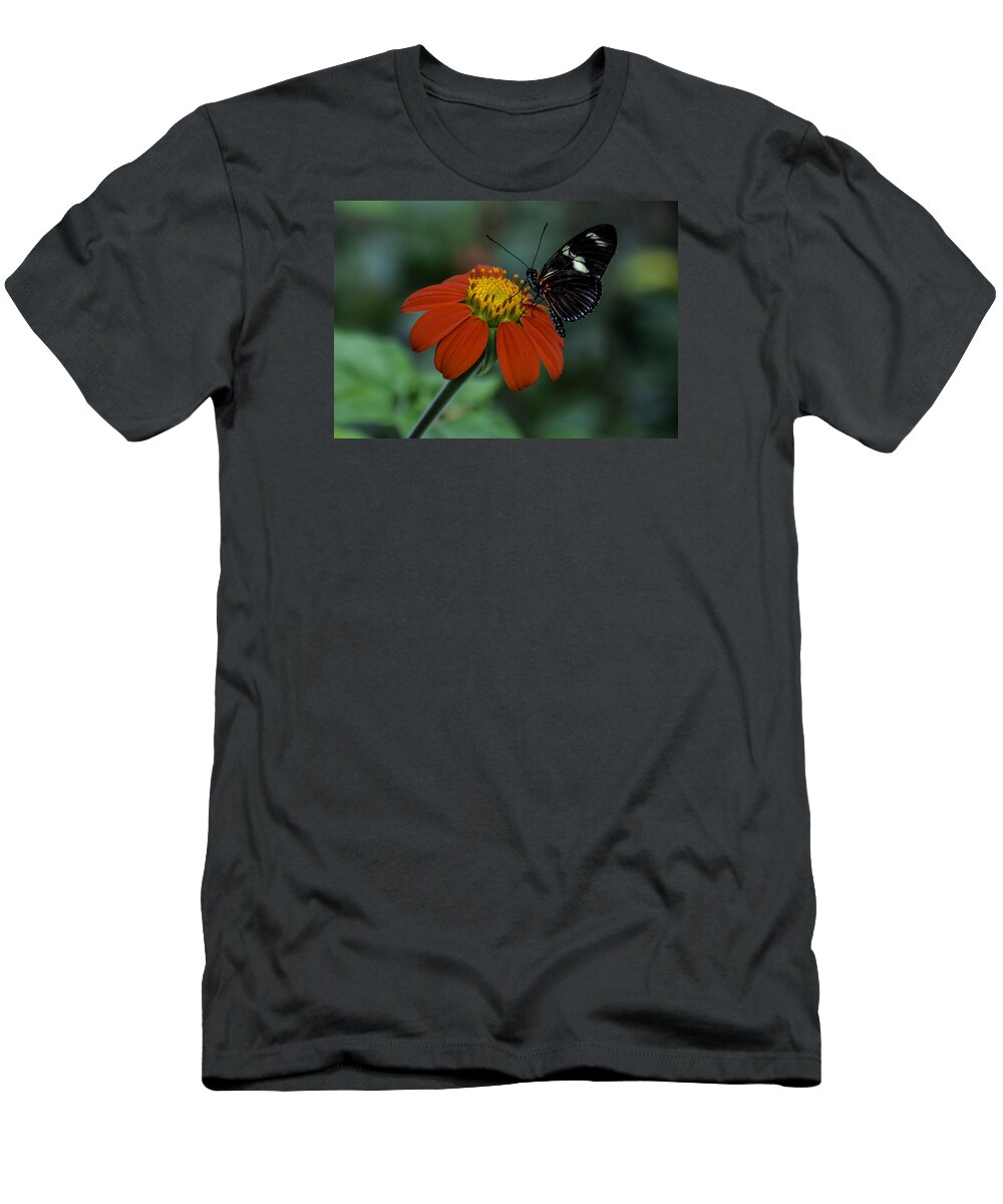 Black T-Shirt featuring the photograph Black Butterfly on Orange Flower by WAZgriffin Digital