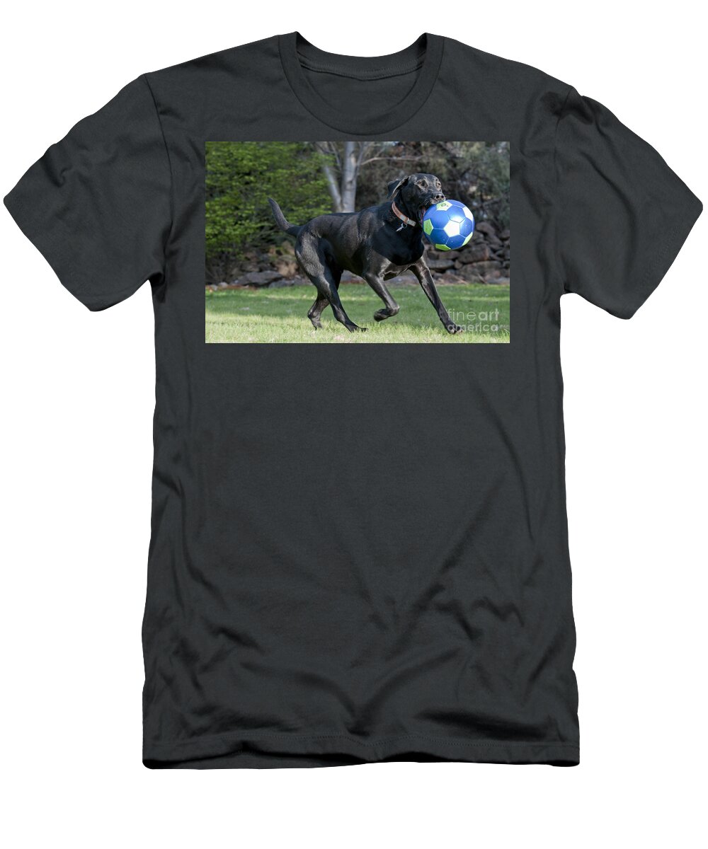 Black Lab Retriever T-Shirt featuring the photograph Black Labrador Retrieving Soccer Ball by William H Mullins