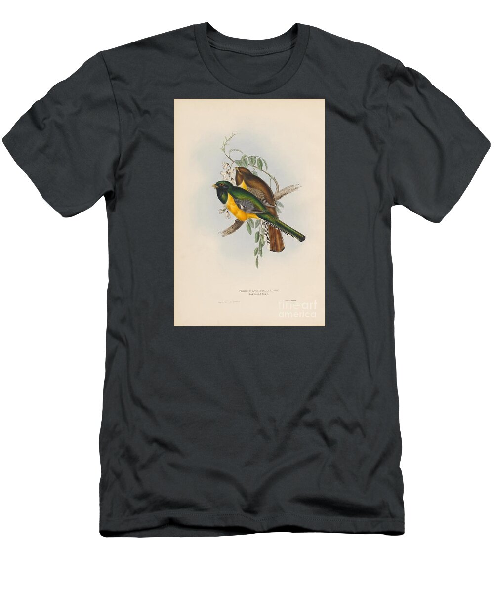 Trogon Atricollis T-Shirt featuring the painting Black-throated Trogon by Celestial Images