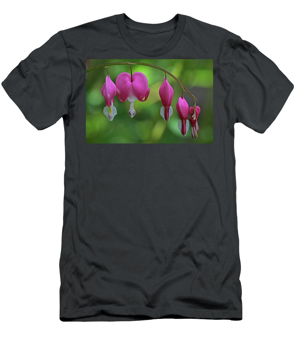 Bleeding Heart T-Shirt featuring the photograph Bleeding Hearts On A Line by Juergen Roth