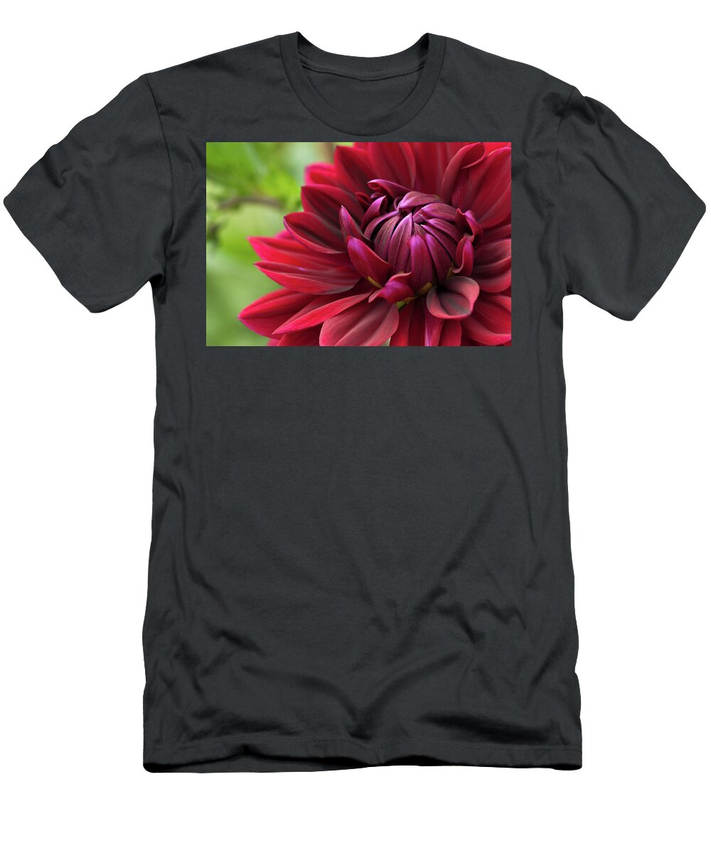 Dahlia T-Shirt featuring the photograph Blooming red dahlia by GoodMood Art
