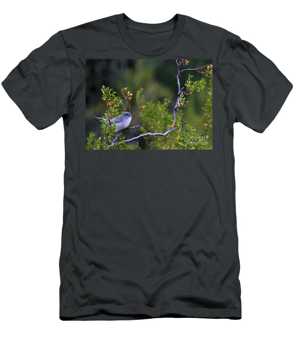 Blue-gray Gnatcatcher T-Shirt featuring the photograph Blue-gray gnatcatcher by Paula Guttilla