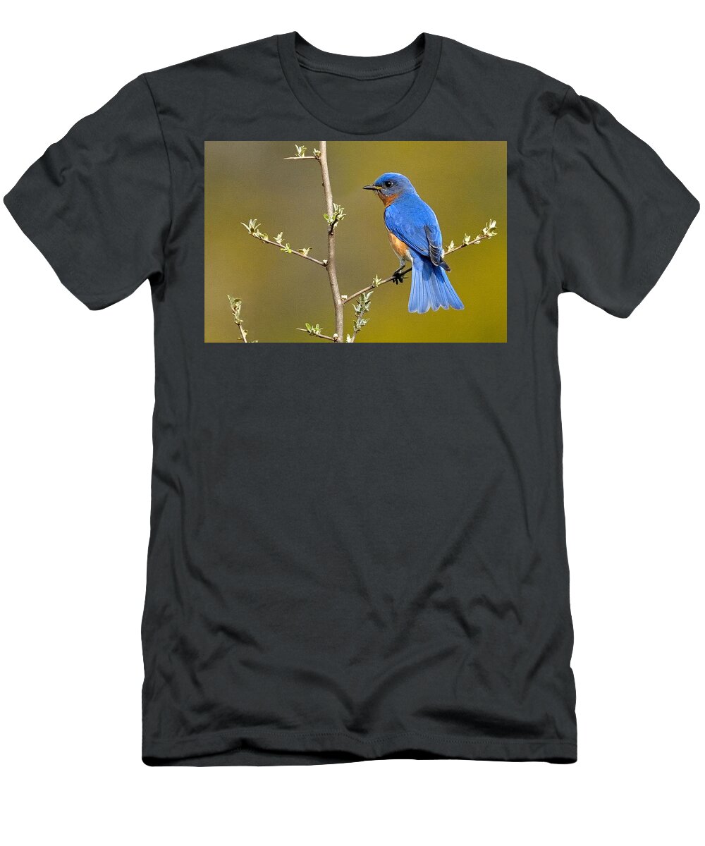 Bluebird T-Shirt featuring the photograph Bluebird Bliss by William Jobes