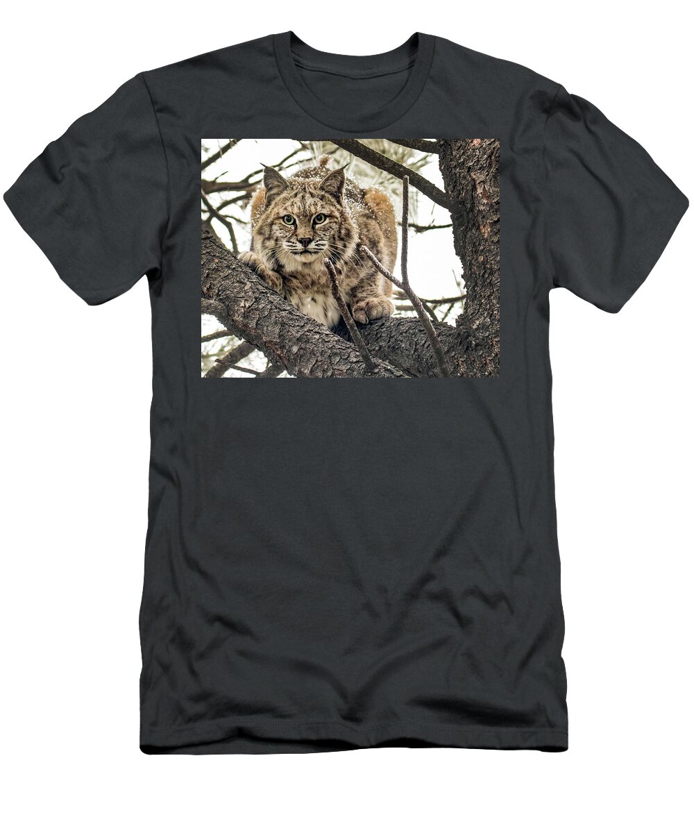 Categories T-Shirt featuring the photograph Bobcat in Winter by Dawn Key