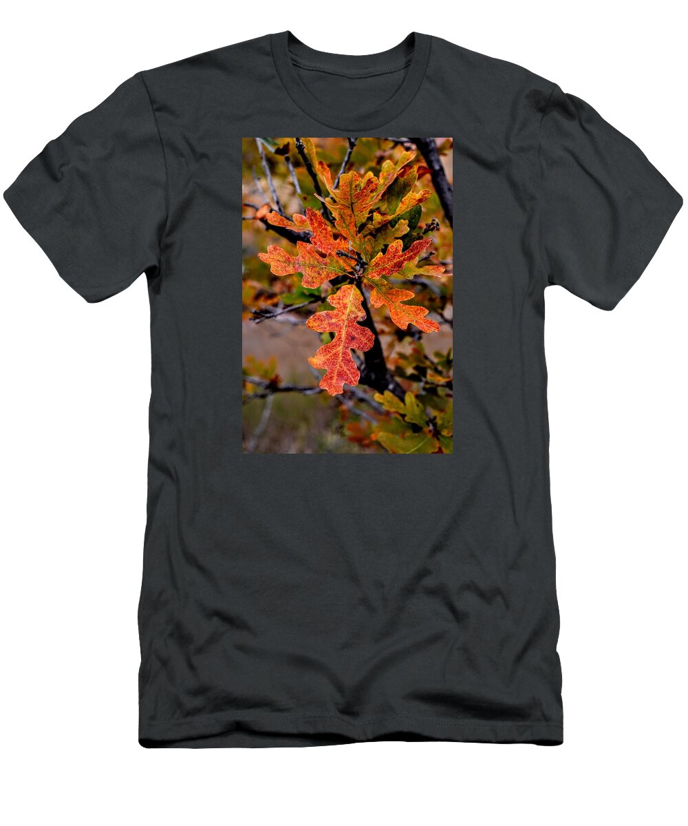 Oak T-Shirt featuring the photograph Branching Oak by Michael Brungardt